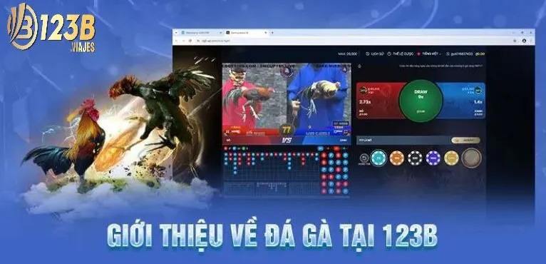 Đá Gà 123B 1 Giới thiệu sảnh đá gà tại 123B